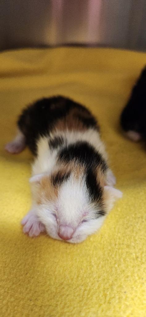 Enlarge 2026-01-183, a Adopted mixed breed in Winder, GA image 1/1