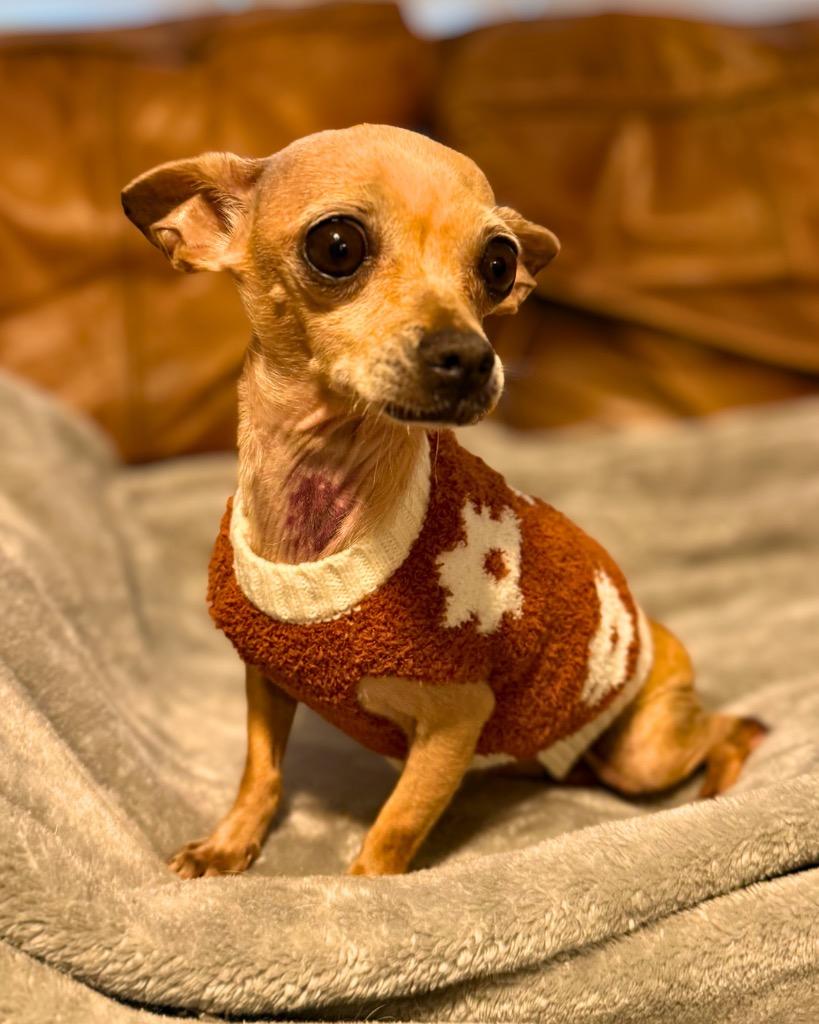 Rogue, Adoptable, Adult Female Chihuahua.