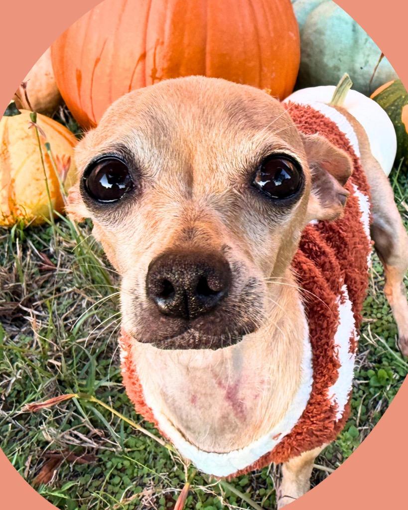 Enlarge Rogue, a Adoptable Chihuahua in Bryan, TX image 2/6