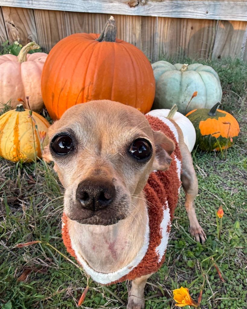 Enlarge Rogue, a Adoptable Chihuahua in Bryan, TX image 3/6