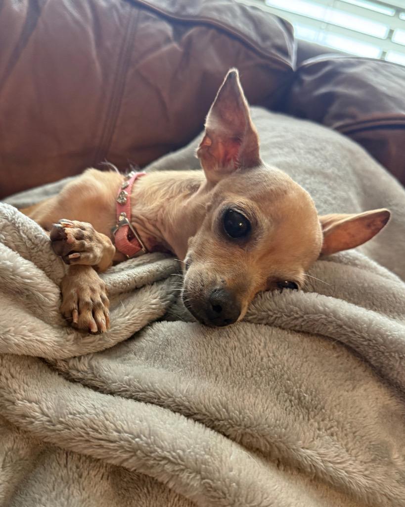 Enlarge Rogue, a Adoptable Chihuahua in Bryan, TX image 4/6