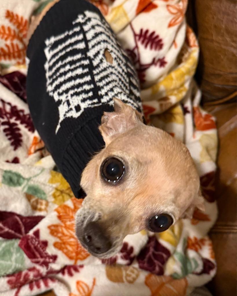 Enlarge Rogue, a Adoptable Chihuahua in Bryan, TX image 5/6