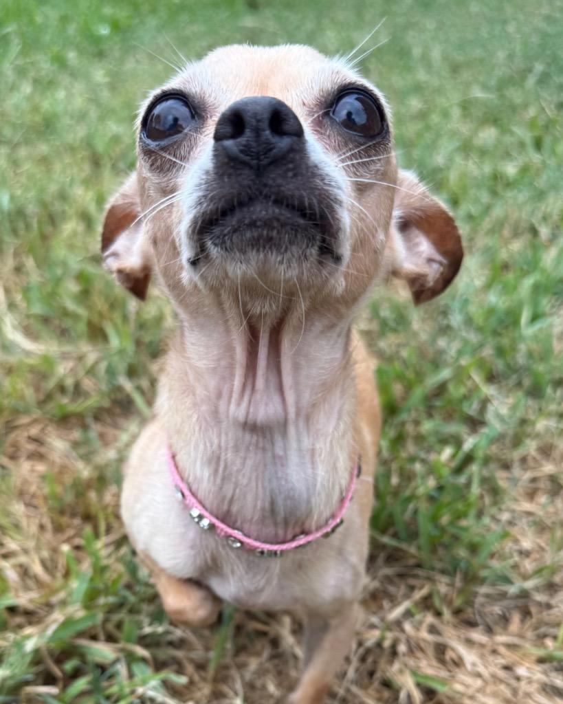 Enlarge Rogue, a Adoptable Chihuahua in Bryan, TX image 6/6