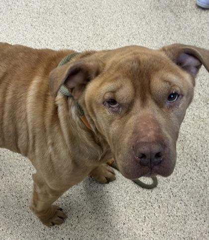Enlarge Frontier, a Adoptable mixed breed in Lafayette, IN image 1/1