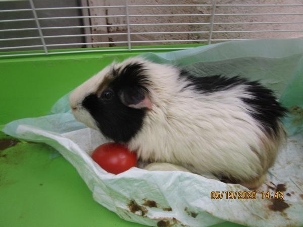Enlarge Gordito (exotic), a Adoptable mixed breed in Marietta, GA image 1/1