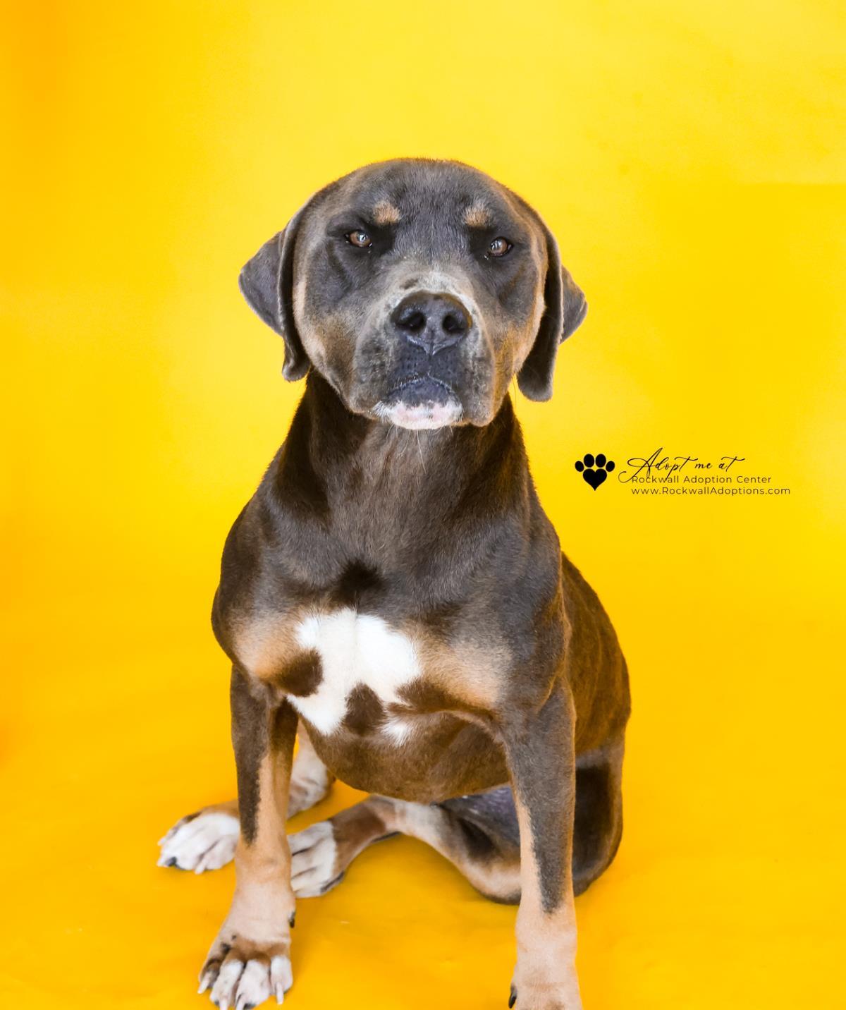 Princess, a Adoptable mixed breed in Rockwall, TX image 3/3