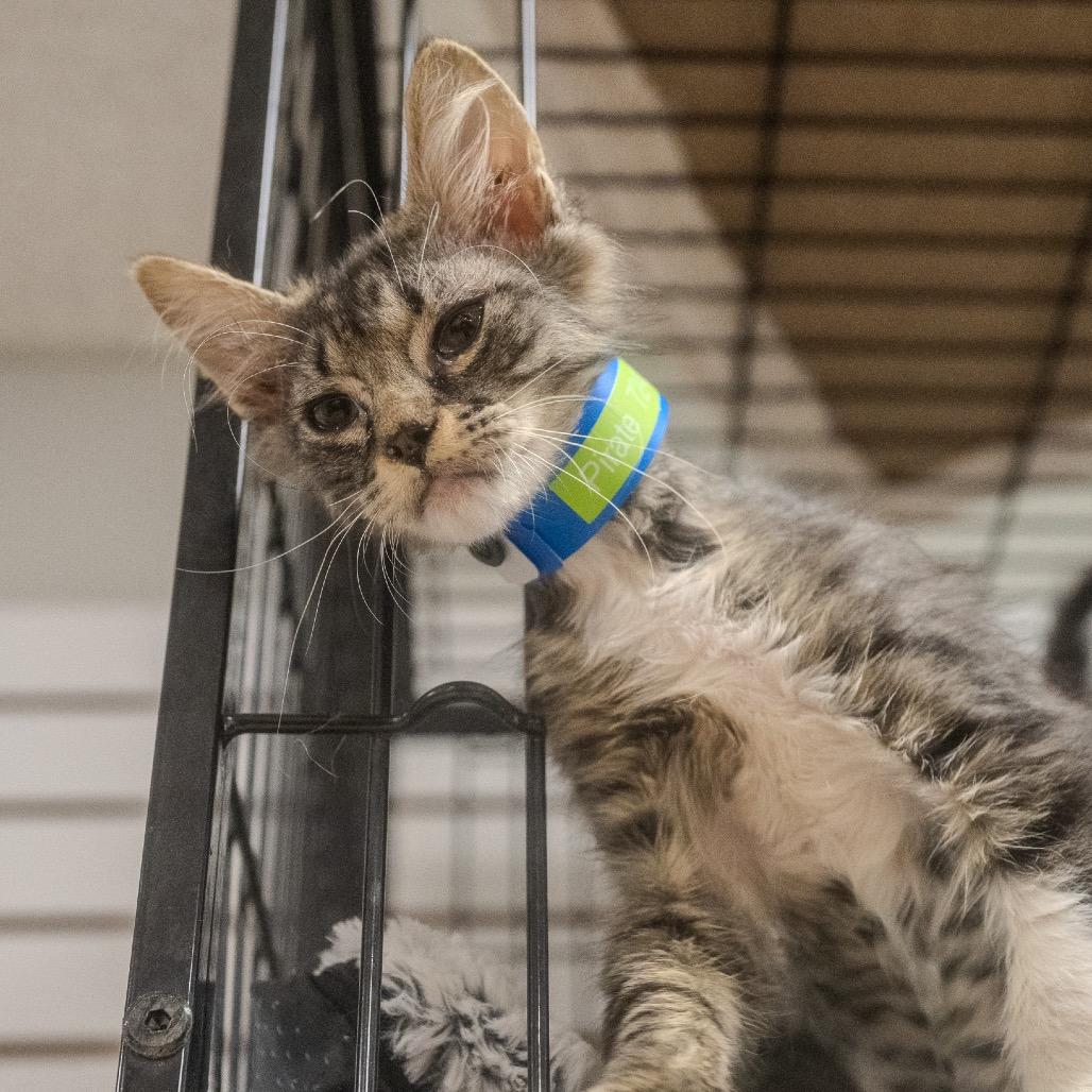 Pirate, Adoptable, Kitten Male Domestic Short Hair.
