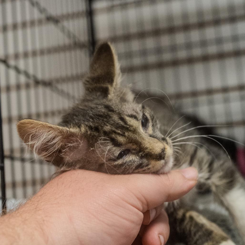 Pirate, a Adoptable Domestic Short Hair in Pawling, NY image 2/6