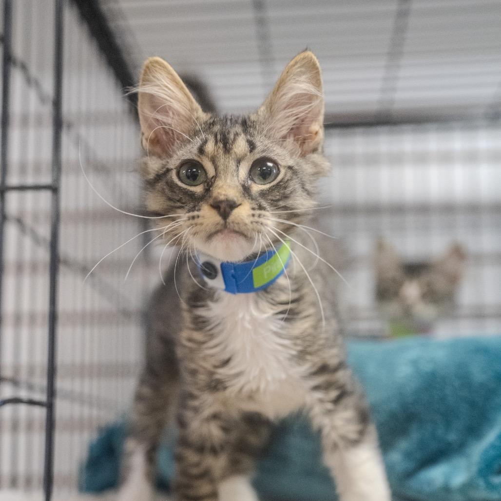 Pirate, a Adoptable Domestic Short Hair in Pawling, NY image 3/6