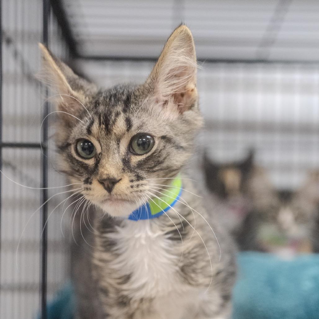 Pirate, a Adoptable Domestic Short Hair in Pawling, NY image 4/6