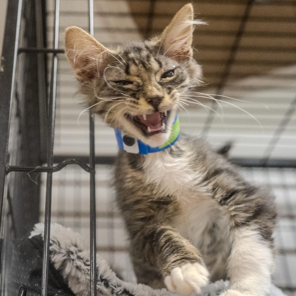 Pirate, a Adoptable Domestic Short Hair in Pawling, NY image 5/6