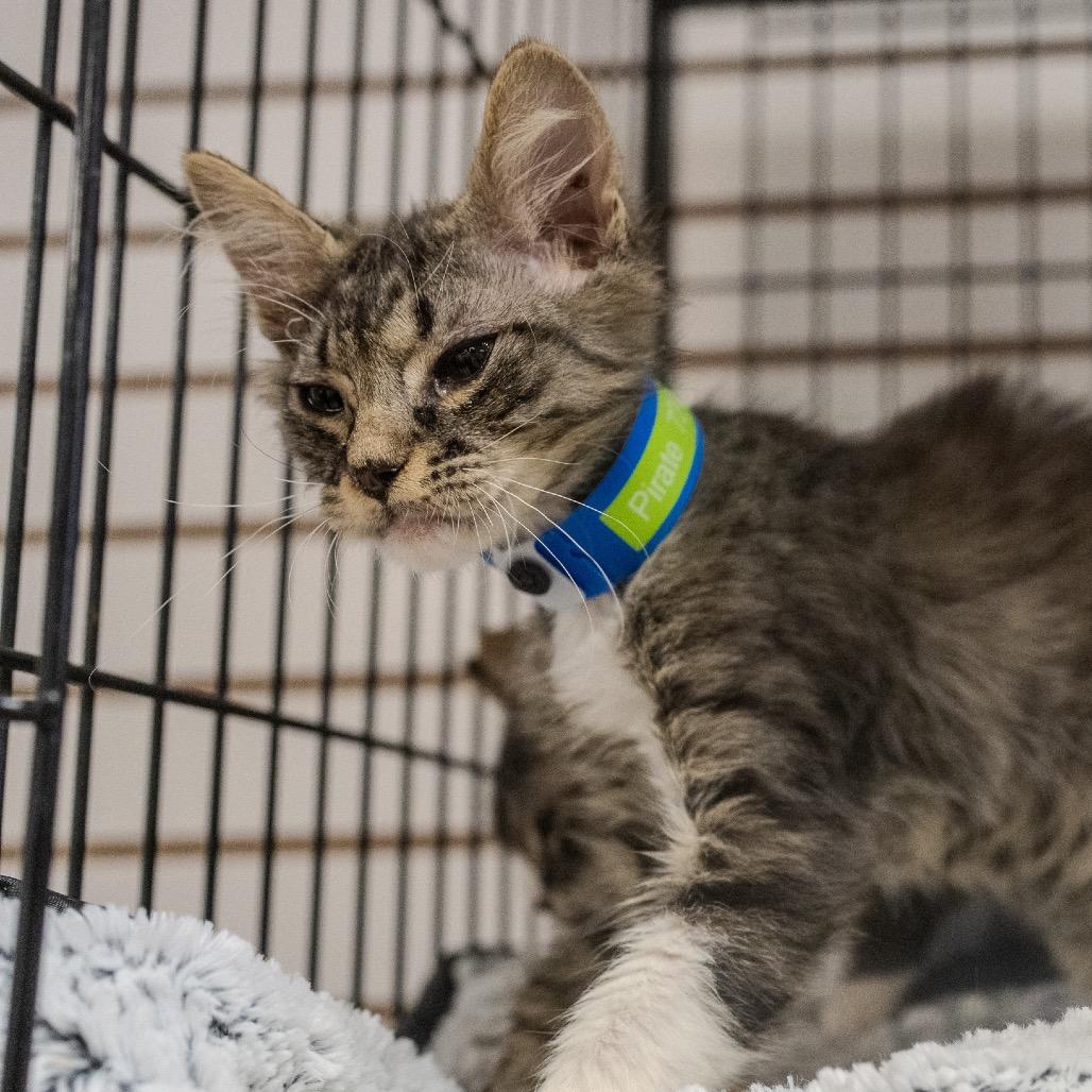 Pirate, a Adoptable Domestic Short Hair in Pawling, NY image 6/6