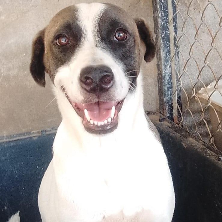 Kasaan, Adoptable, Adult Male Mixed Breed.