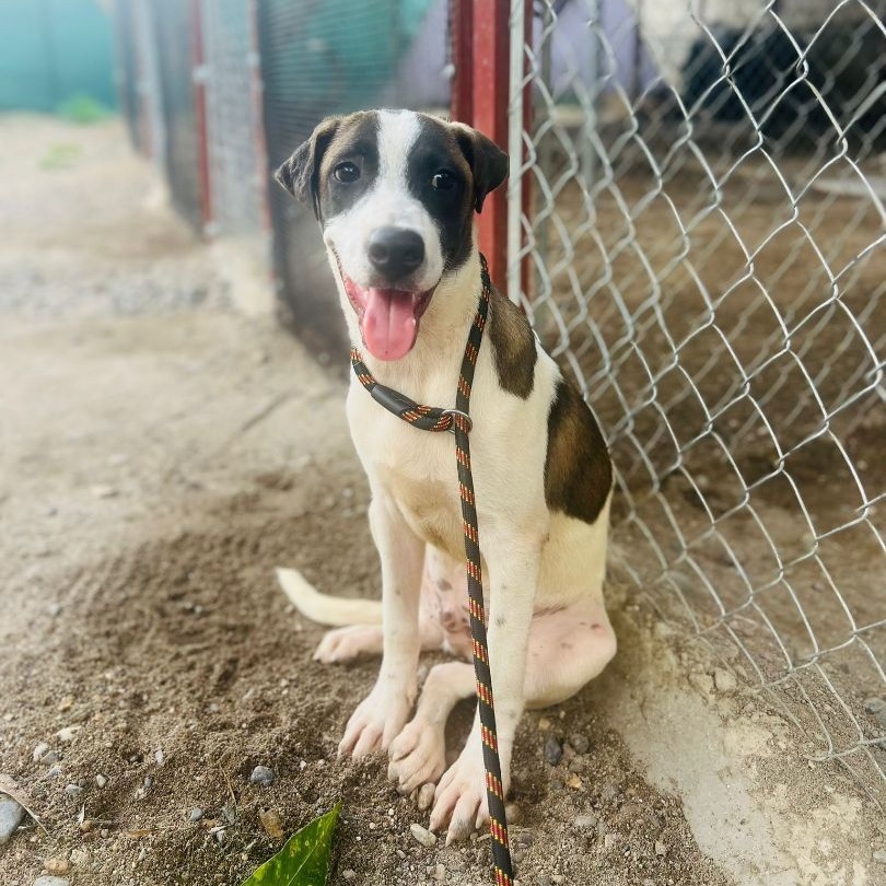 Kasaan, a Adoptable mixed breed in Las Jarretaderas, NAY image 4/6