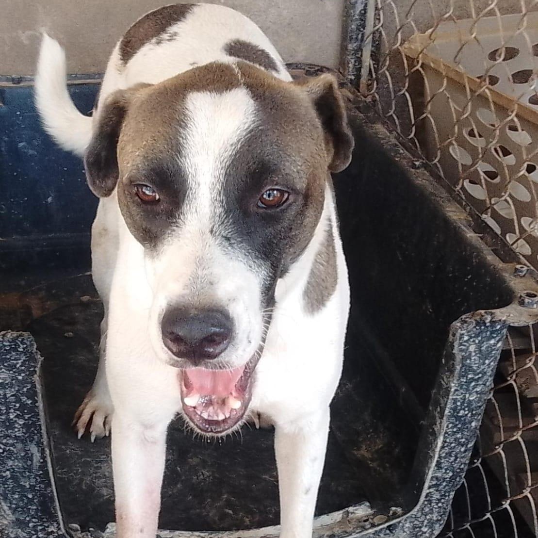 Kasaan, a Adoptable mixed breed in Las Jarretaderas, NAY image 2/6