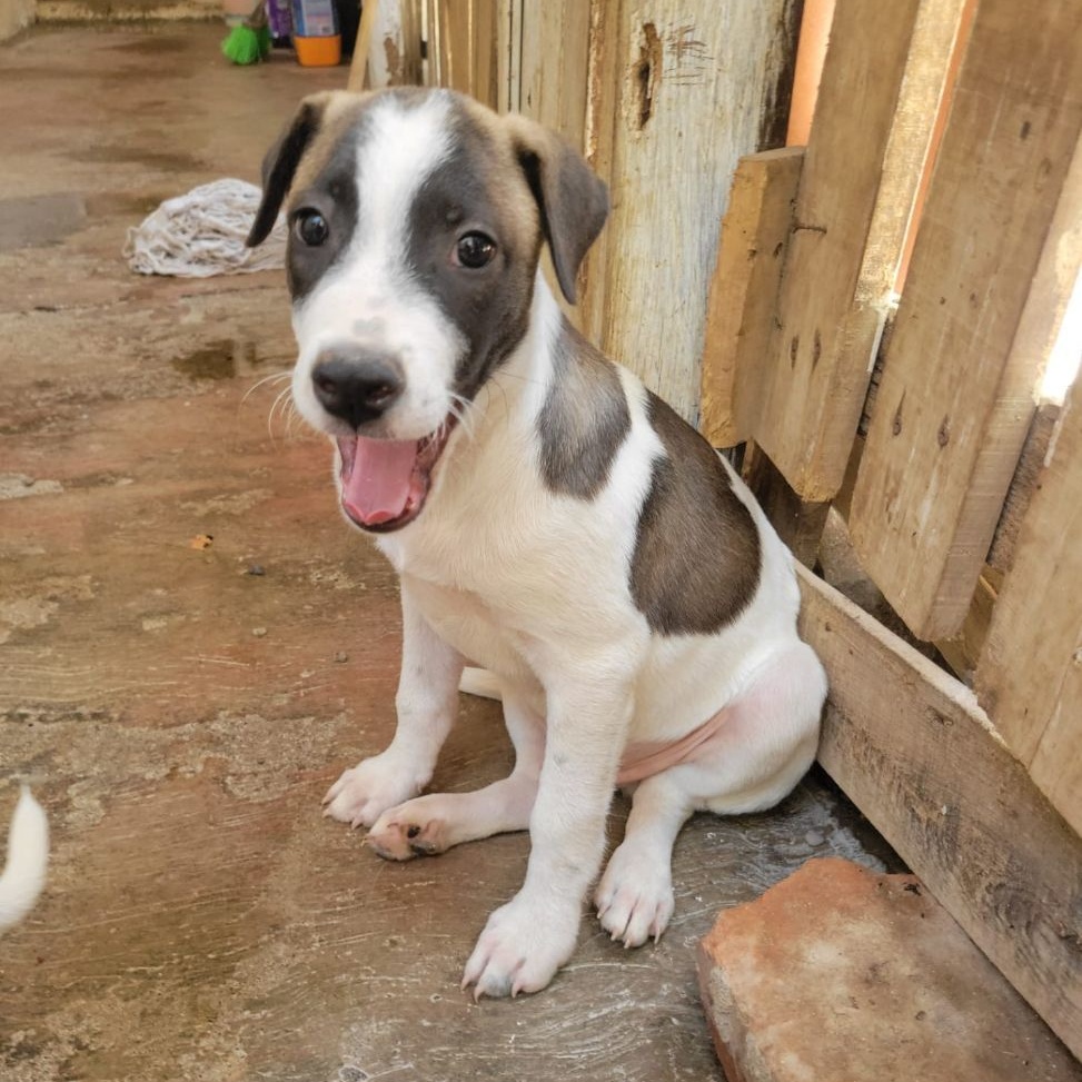 Kasaan, a Adoptable mixed breed in Las Jarretaderas, NAY image 5/6
