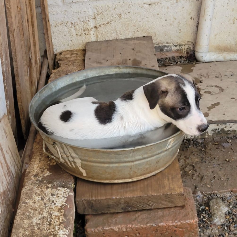 Kasaan, a Adoptable mixed breed in Las Jarretaderas, NAY image 6/6