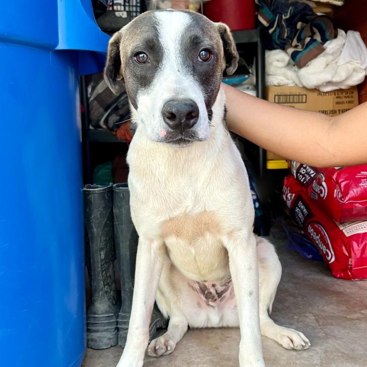 Kasaan, Adult Male Mixed Breed