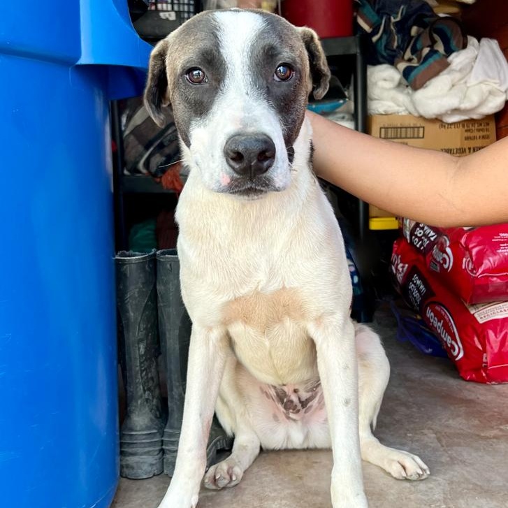 Kasaan, a Adoptable mixed breed in Las Jarretaderas, NAY image 3/6