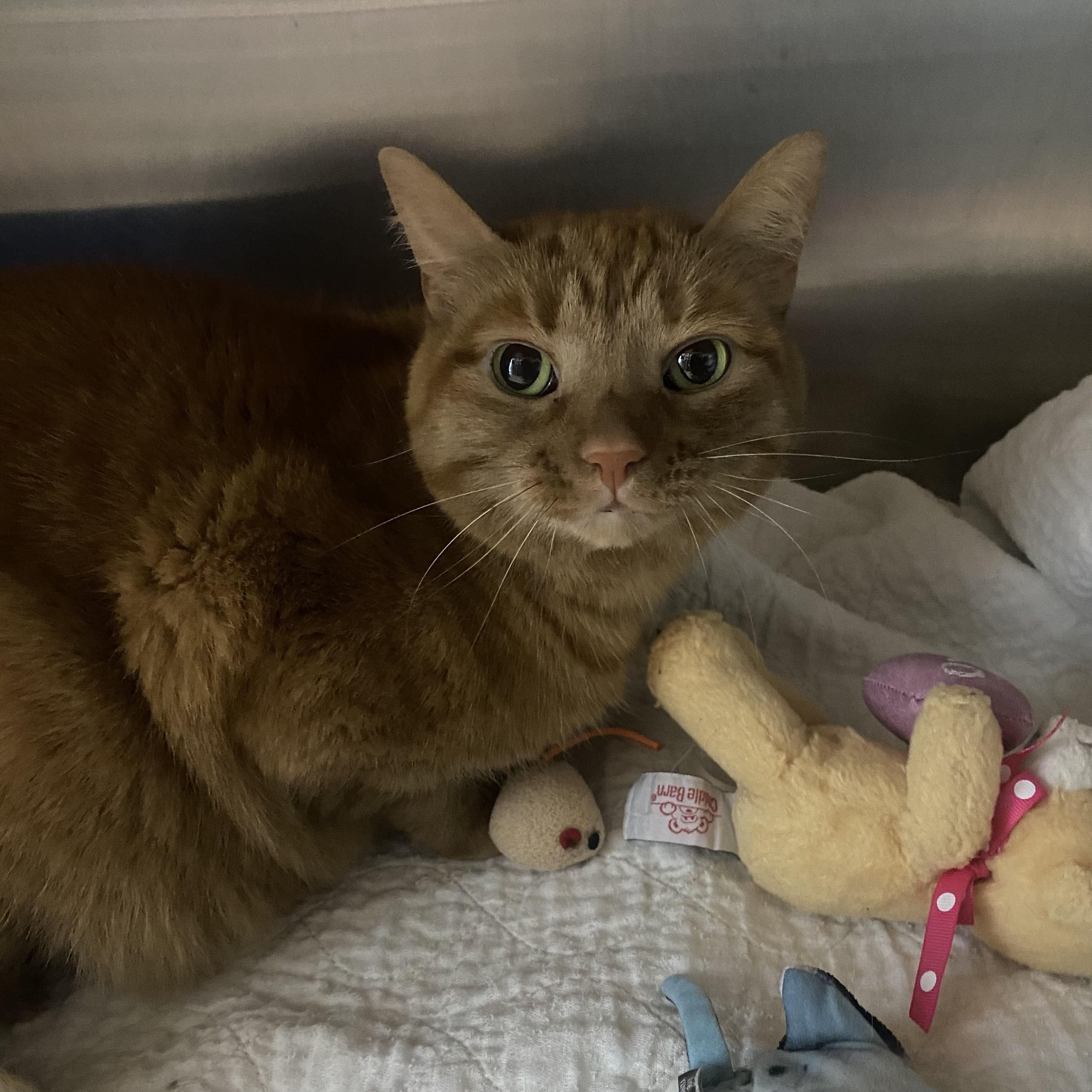 Frenchie, Adoptable, Adult Female Domestic Short Hair.