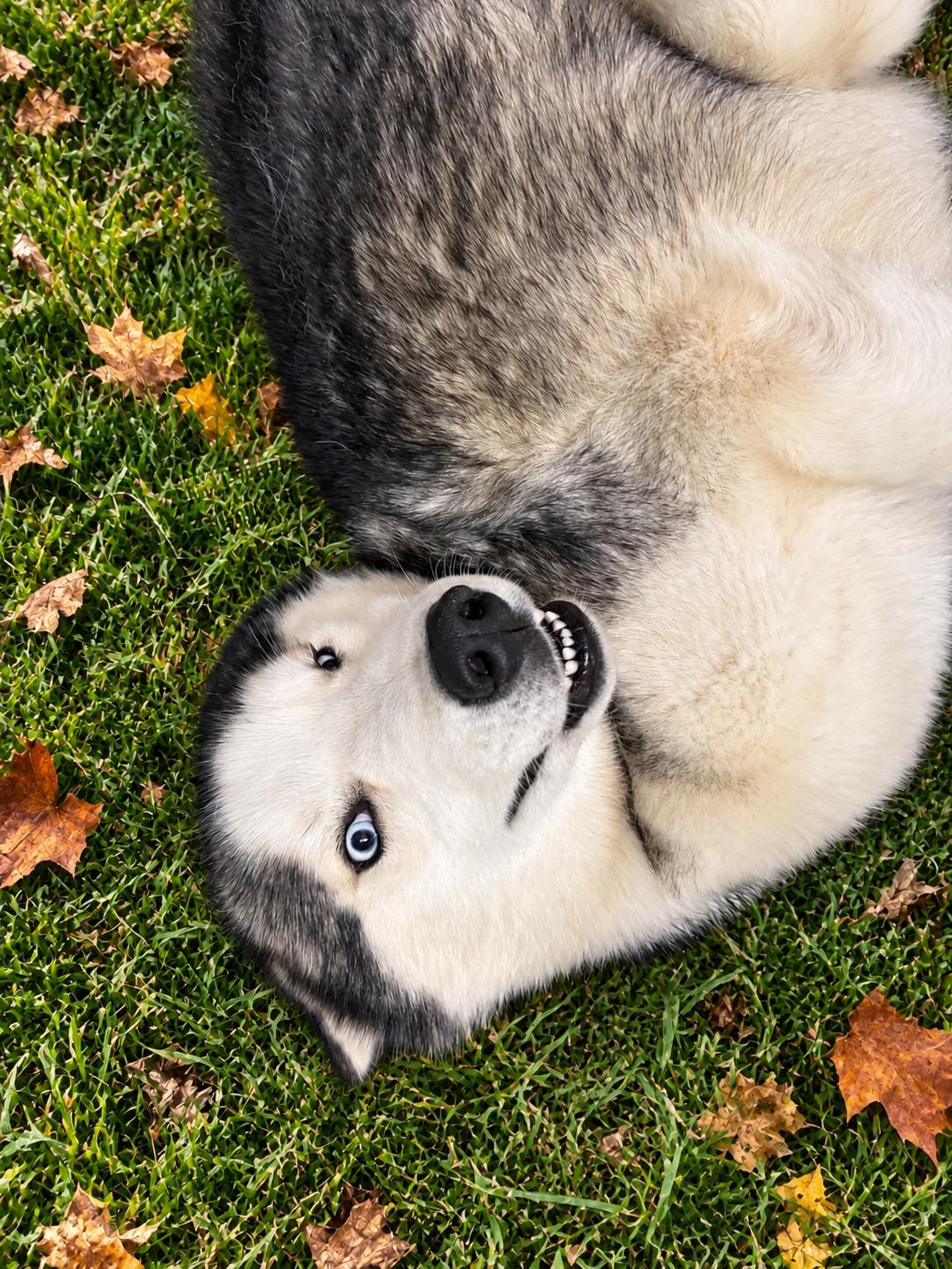 Enlarge Bolt, a Adoptable Siberian Husky in Jefferson City, MO image 5/6