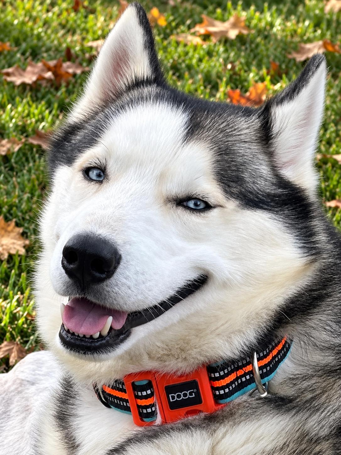 Enlarge Bolt, a Adoptable Siberian Husky in Jefferson City, MO image 4/6