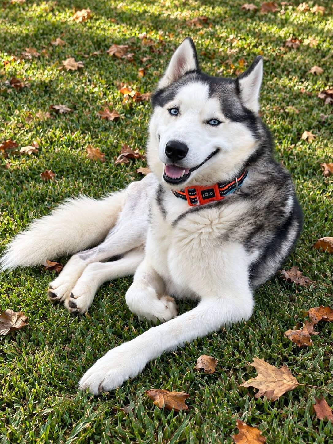 Enlarge Bolt, a Adoptable Siberian Husky in Jefferson City, MO image 3/6
