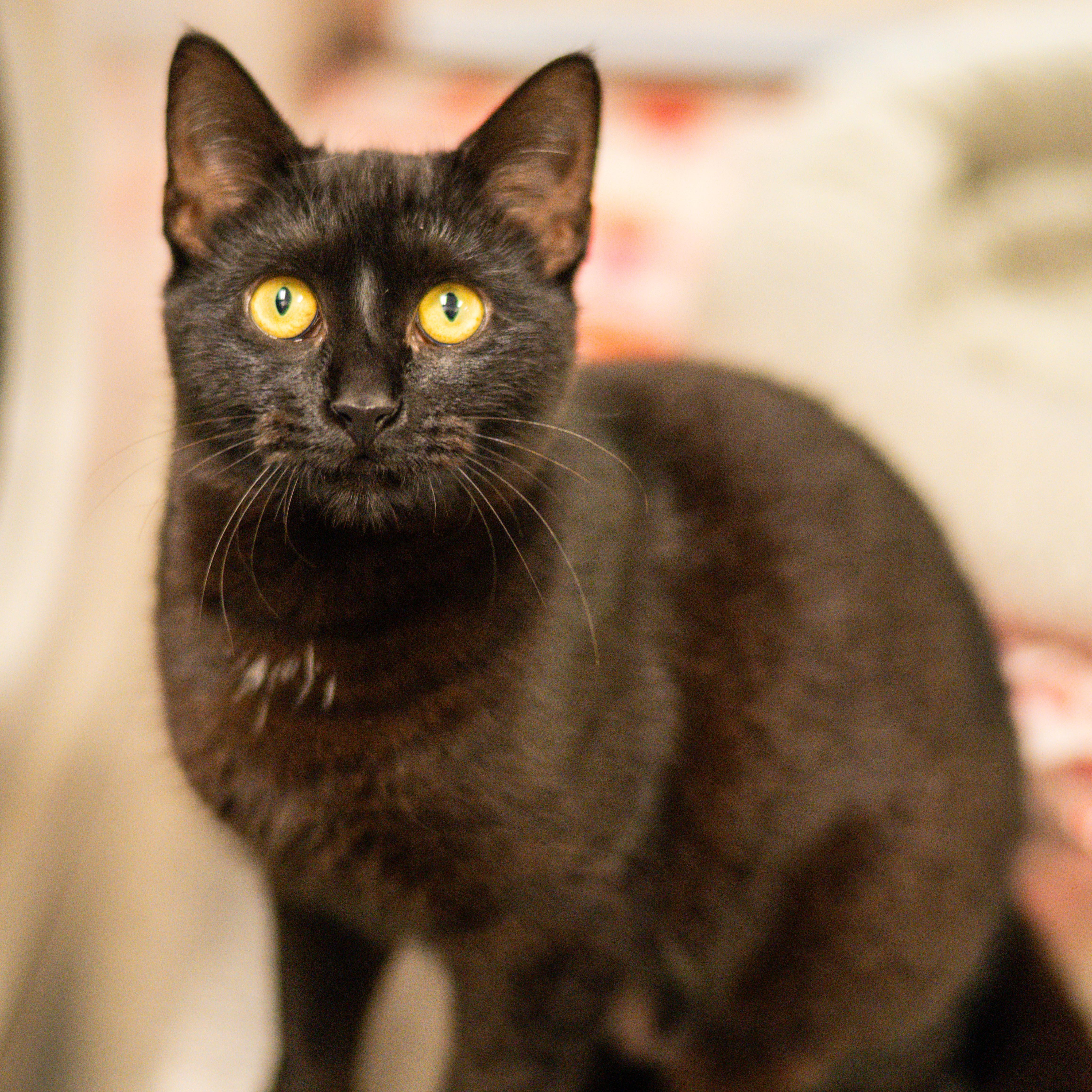 Midnight Rain — thumbnail 3