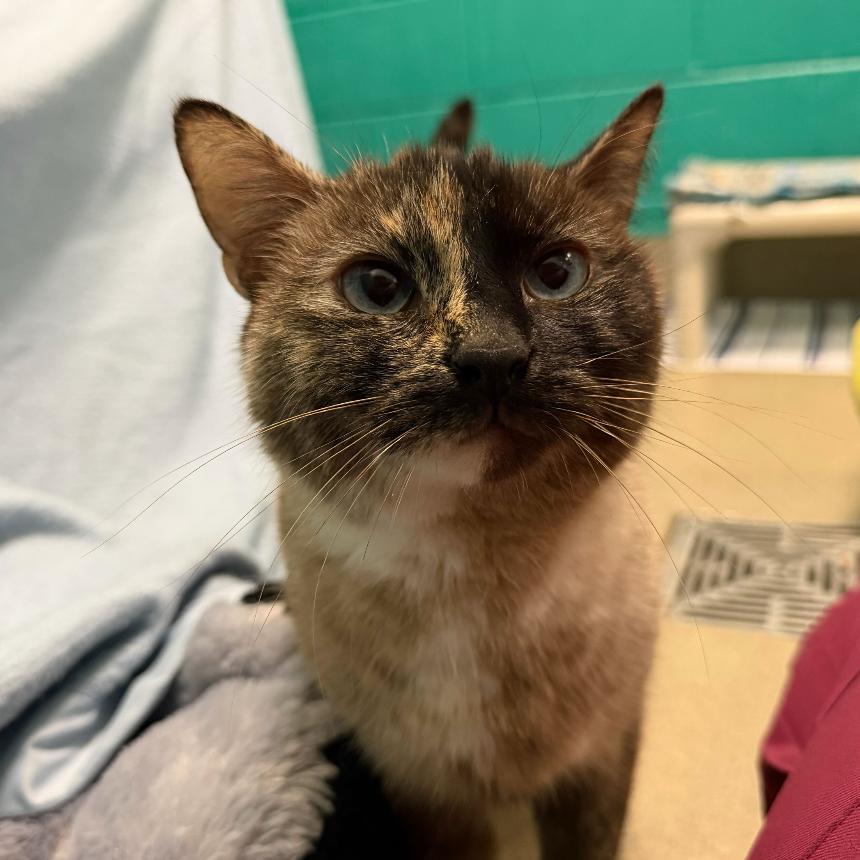 Umbreon, Adoptable, Adult Female Domestic Short Hair.