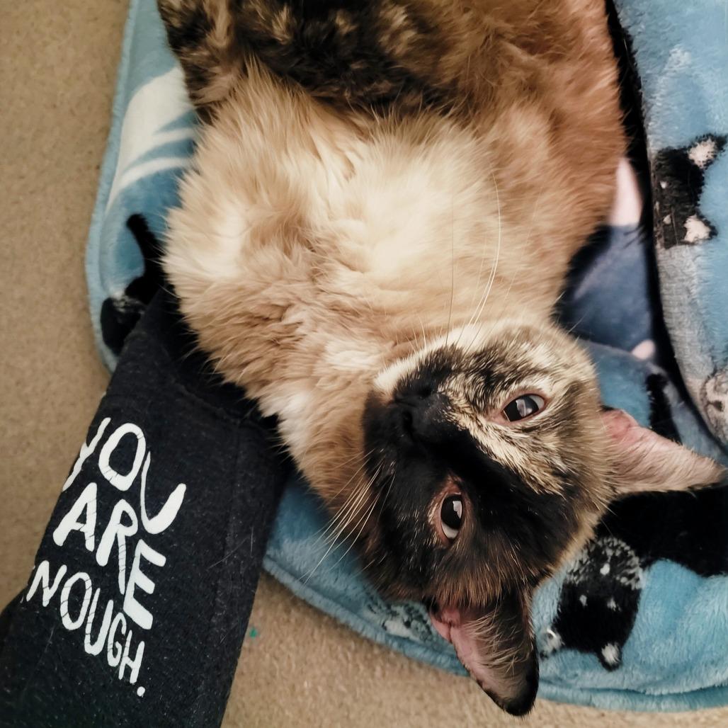 Enlarge Umbreon, a Adoptable Domestic Short Hair in Fredericksburg, VA image 1/1