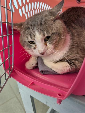 BARN CAT, Adoptable, Adult Male Domestic Short Hair.