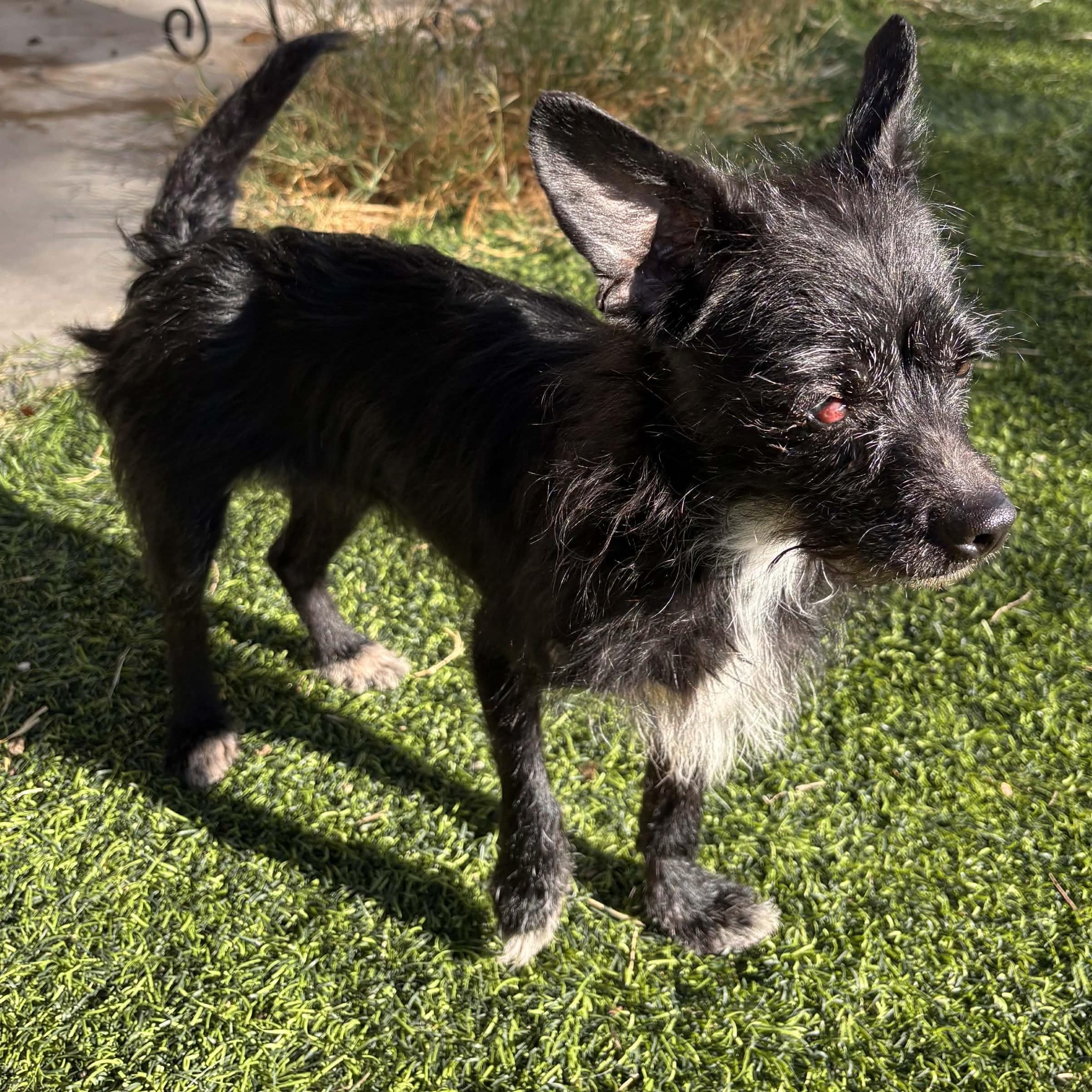 Enlarge BETTY WHITE , an adopted Cairn Terrier in Marana, AZ image 4/4