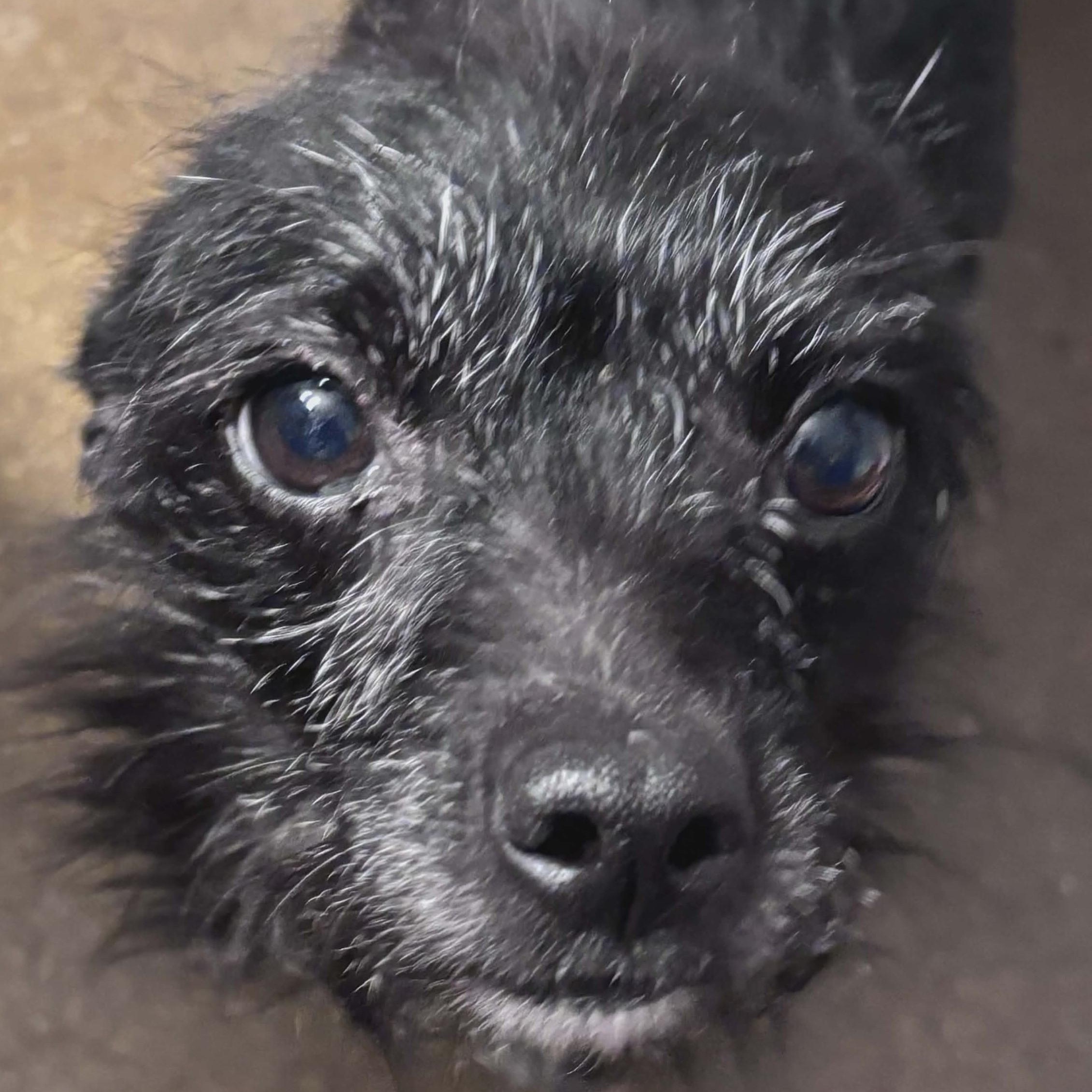 Enlarge BETTY WHITE , an adopted Cairn Terrier in Marana, AZ image 1/4