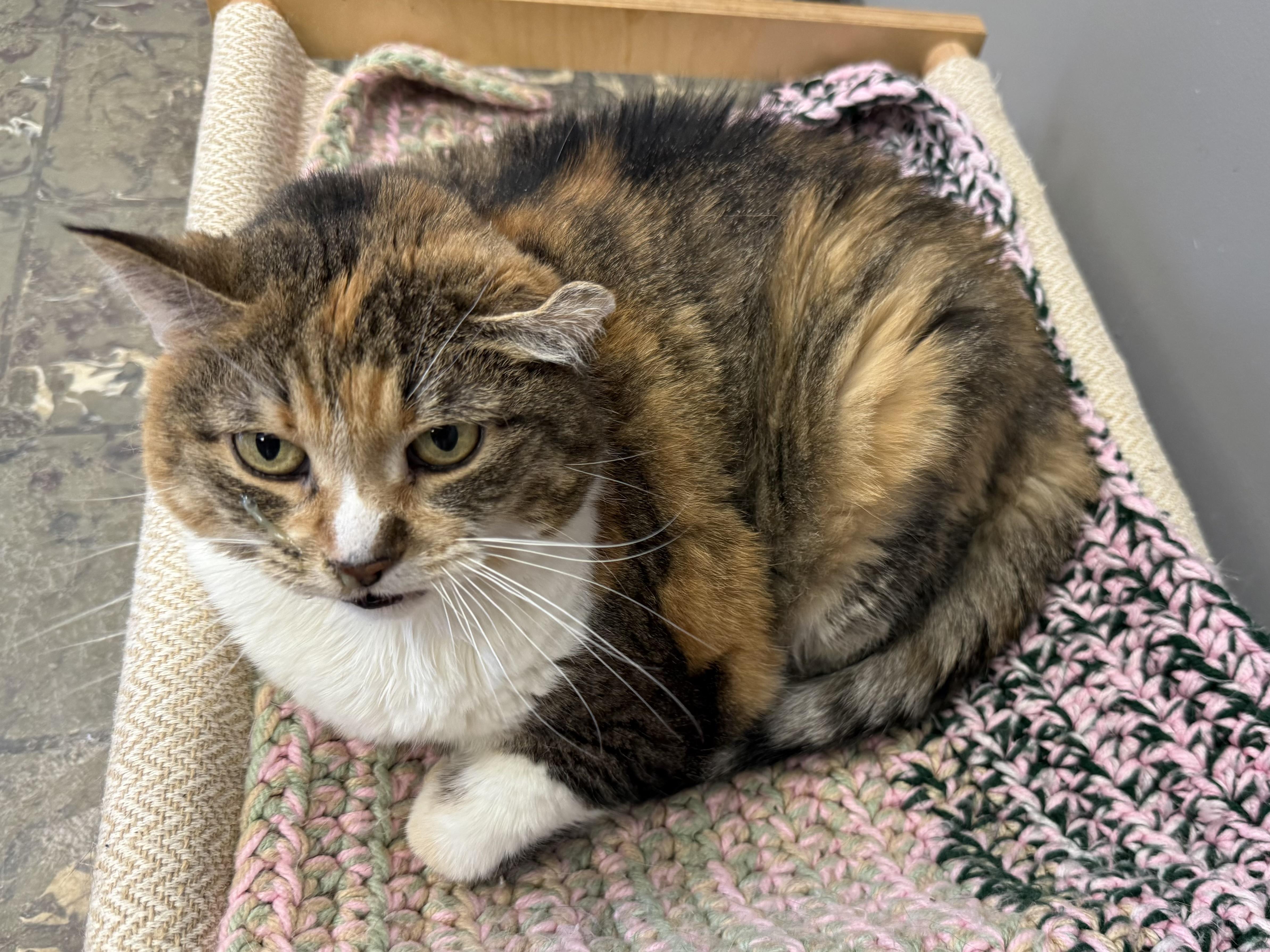 Princess Pretty Pickles, Adoptable, Adult Female Domestic Short Hair.