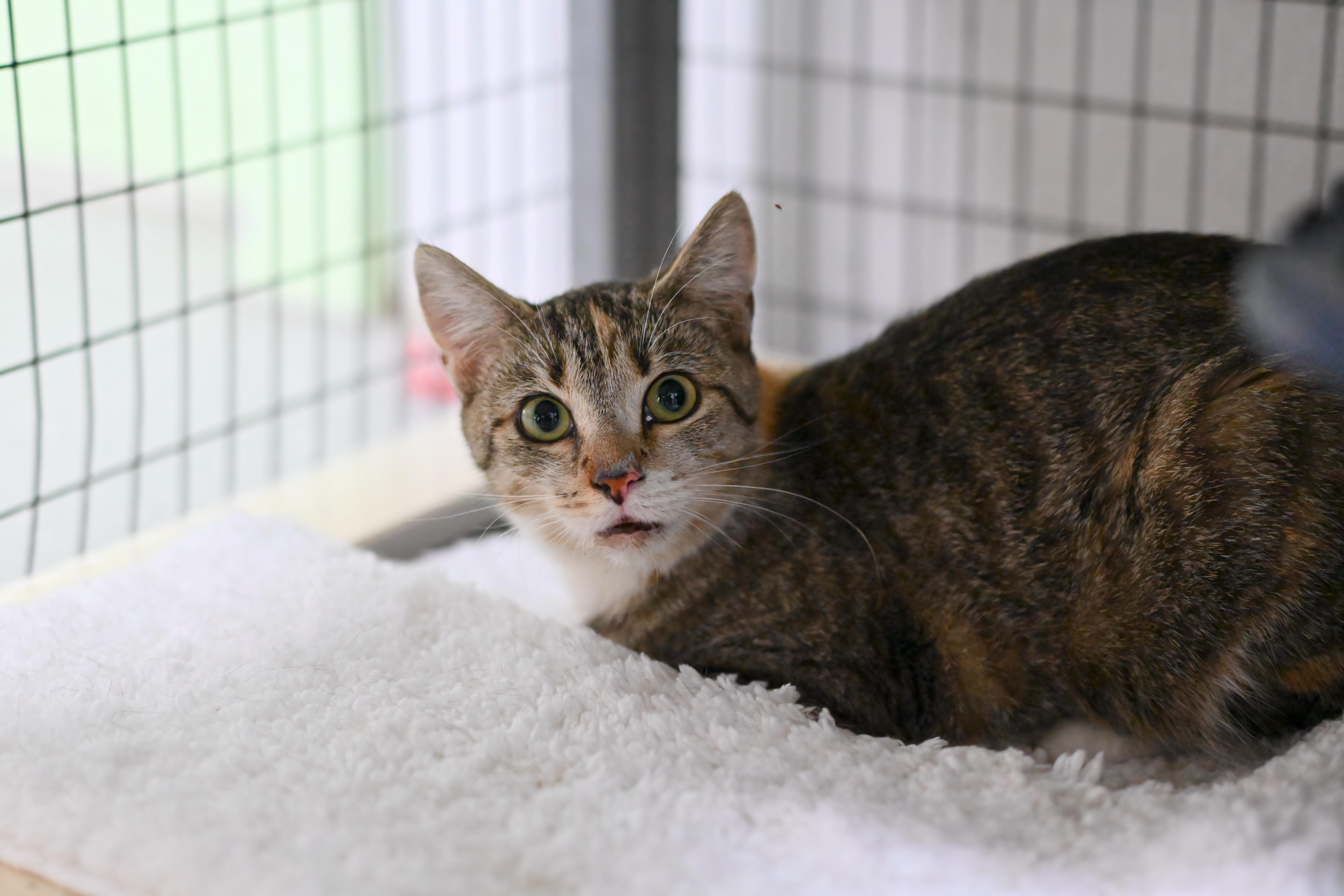 Pet Image