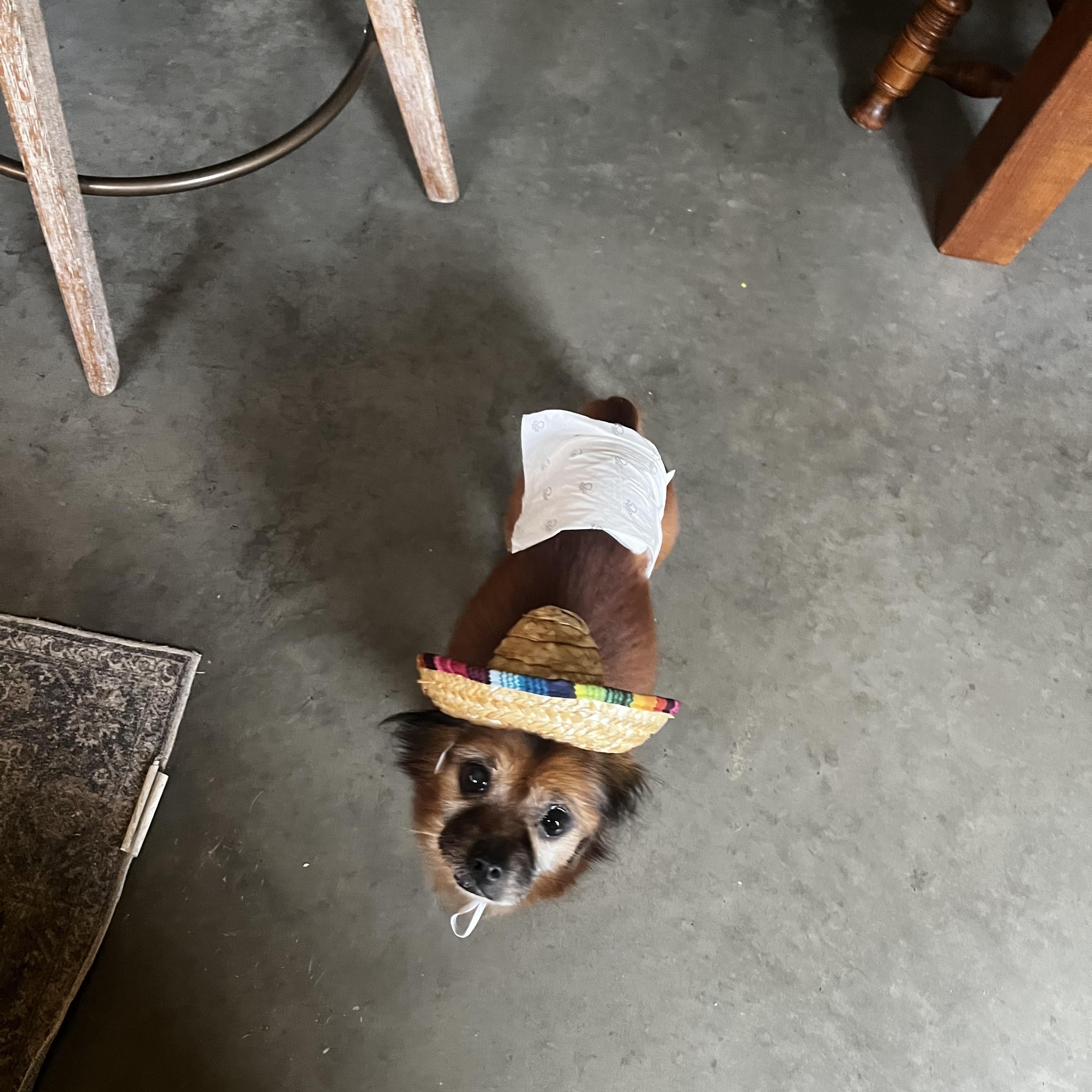 Marco, an adopted mixed breed in Breinigsville, PA image 5/6