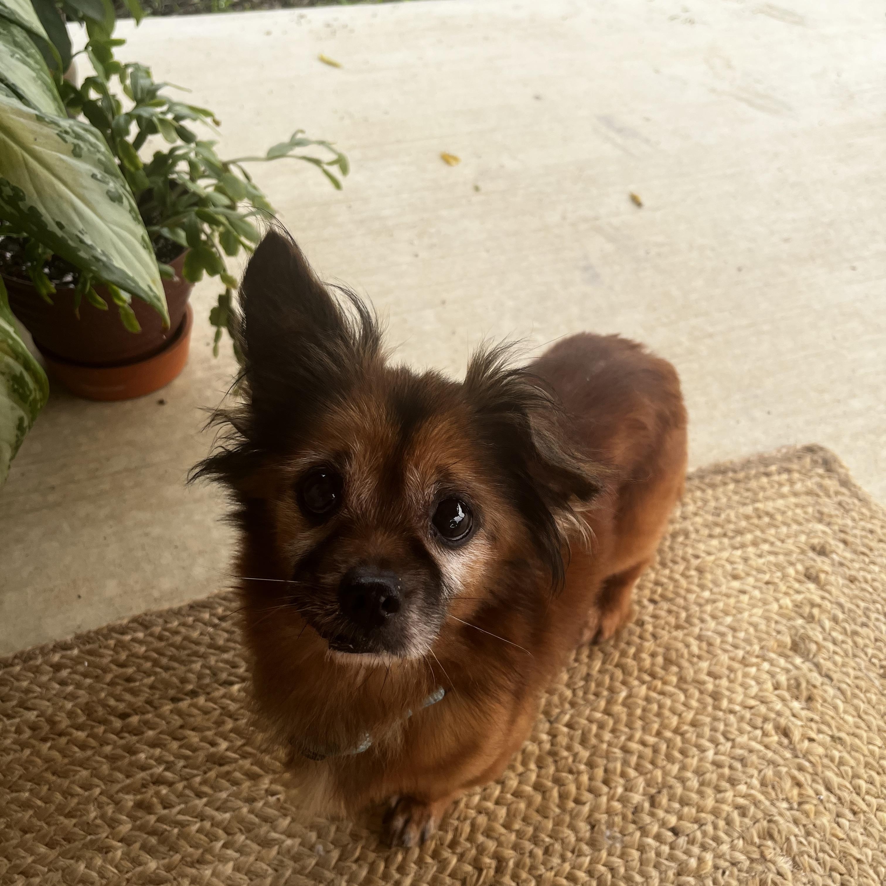 Marco, an adopted mixed breed in Breinigsville, PA image 1/6