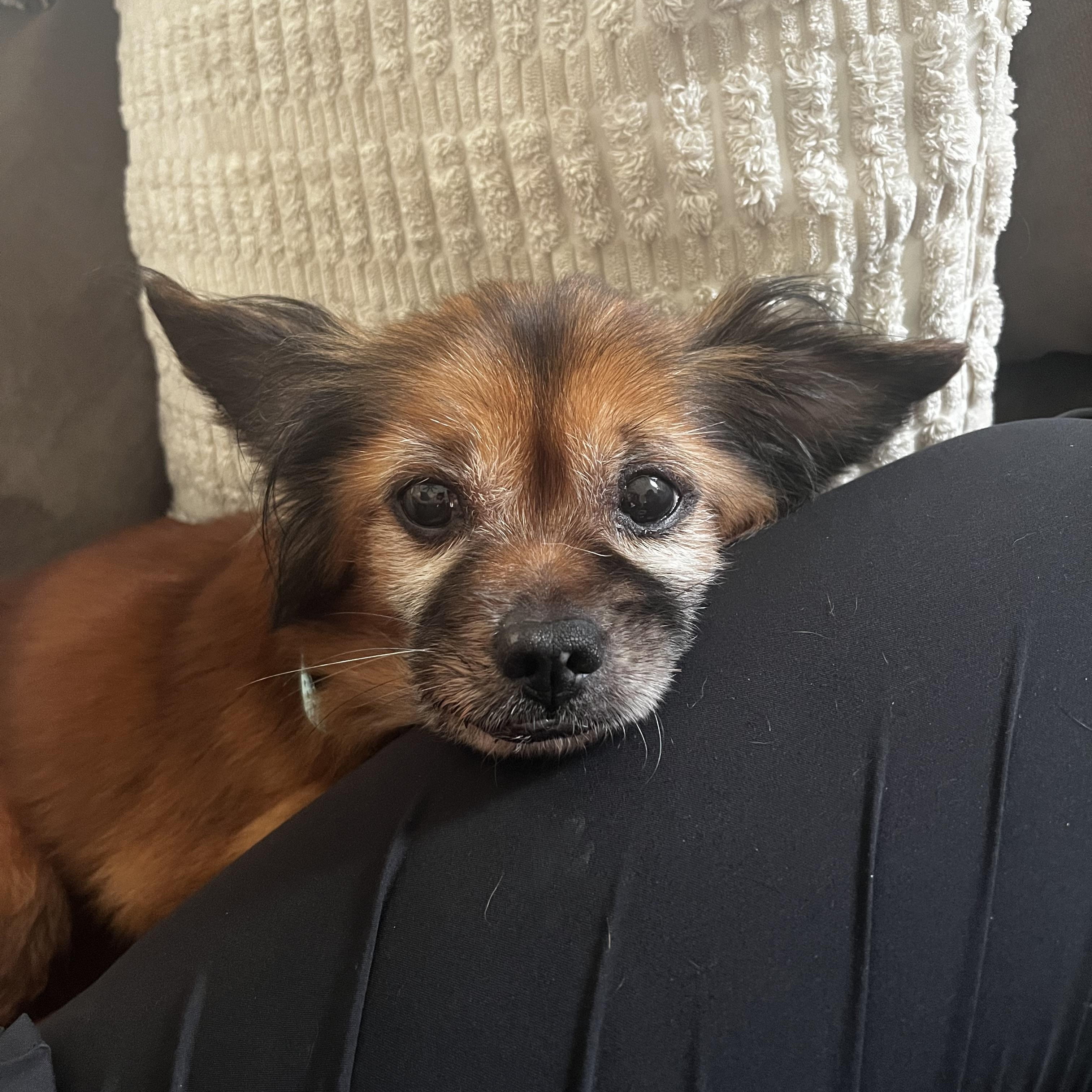Marco, an adopted mixed breed in Breinigsville, PA image 3/6