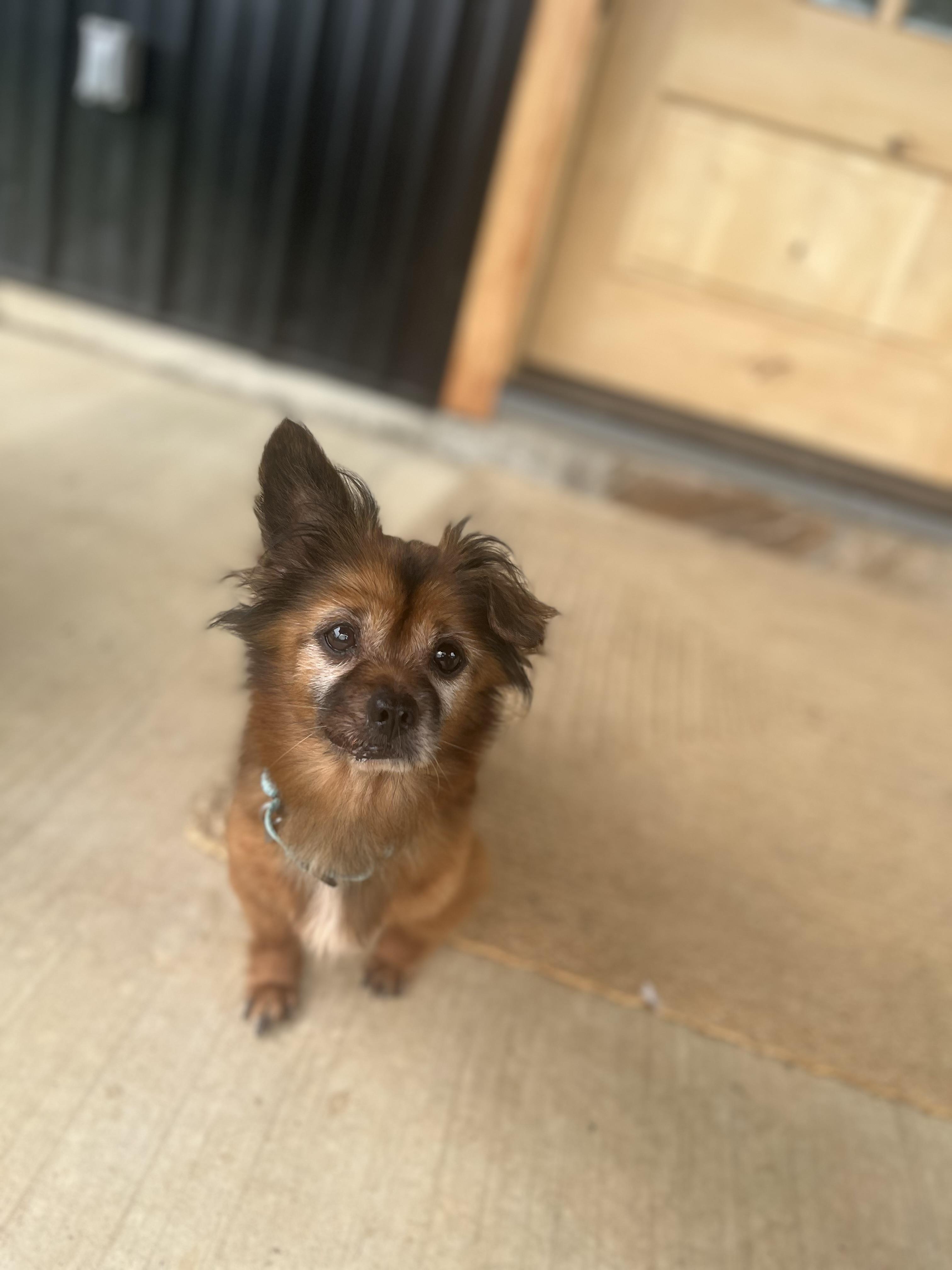 Marco, an adopted mixed breed in Breinigsville, PA image 4/6
