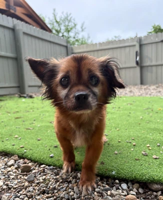 Marco, an adopted mixed breed in Breinigsville, PA image 6/6