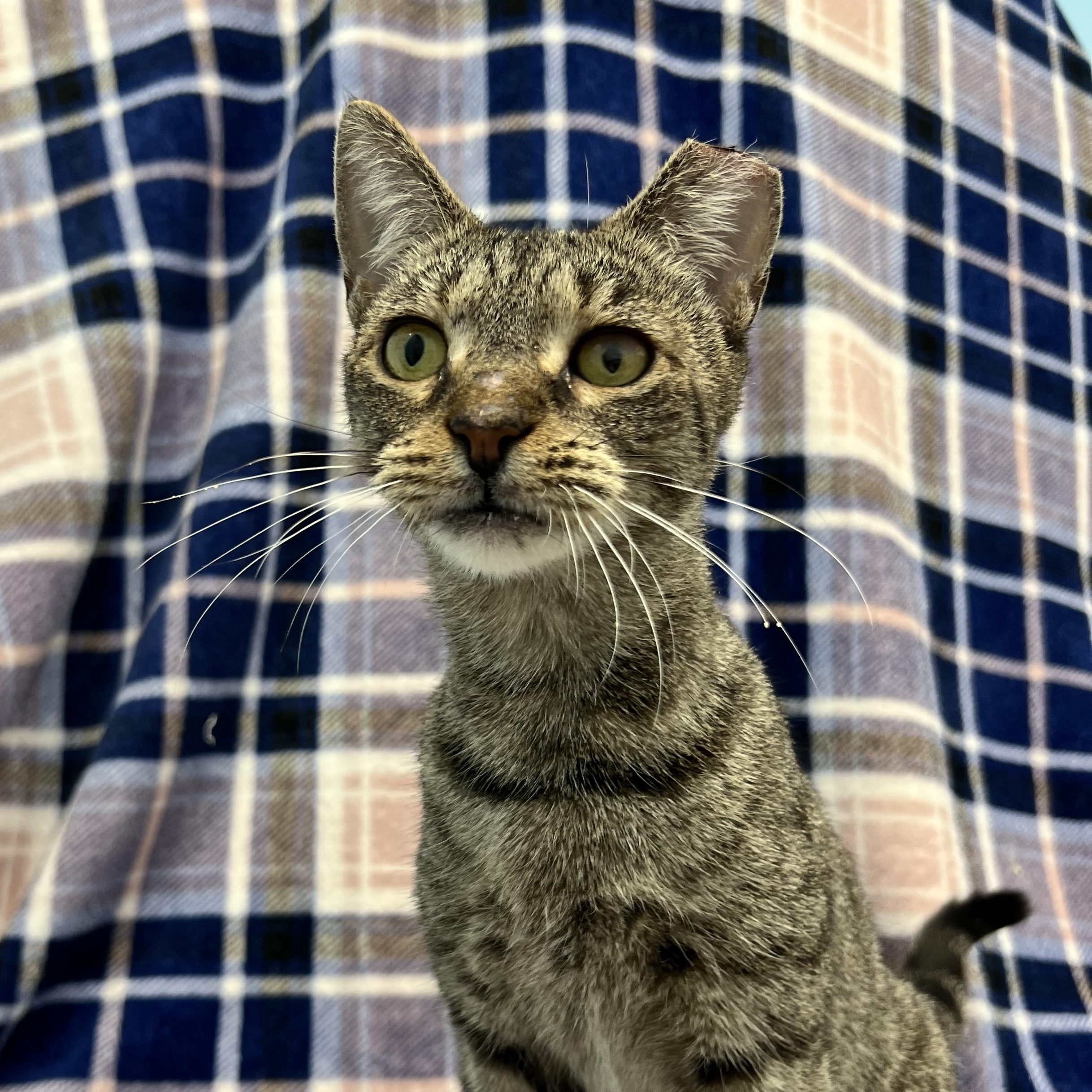 Enlarge Raya, a ADOPTABLE Domestic Short Hair in Bear, DE image 1/2