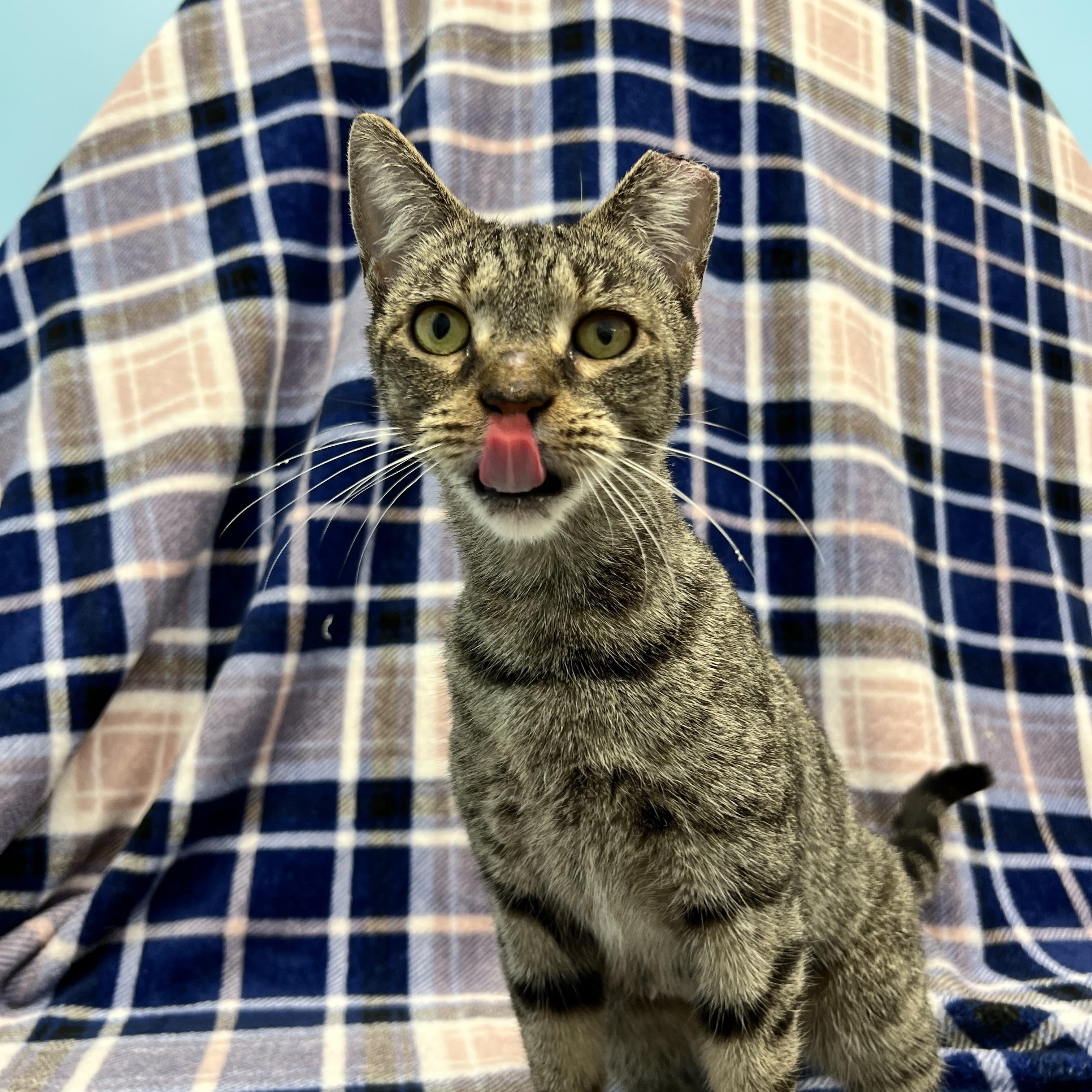 Enlarge Raya, a ADOPTABLE Domestic Short Hair in Bear, DE image 2/2