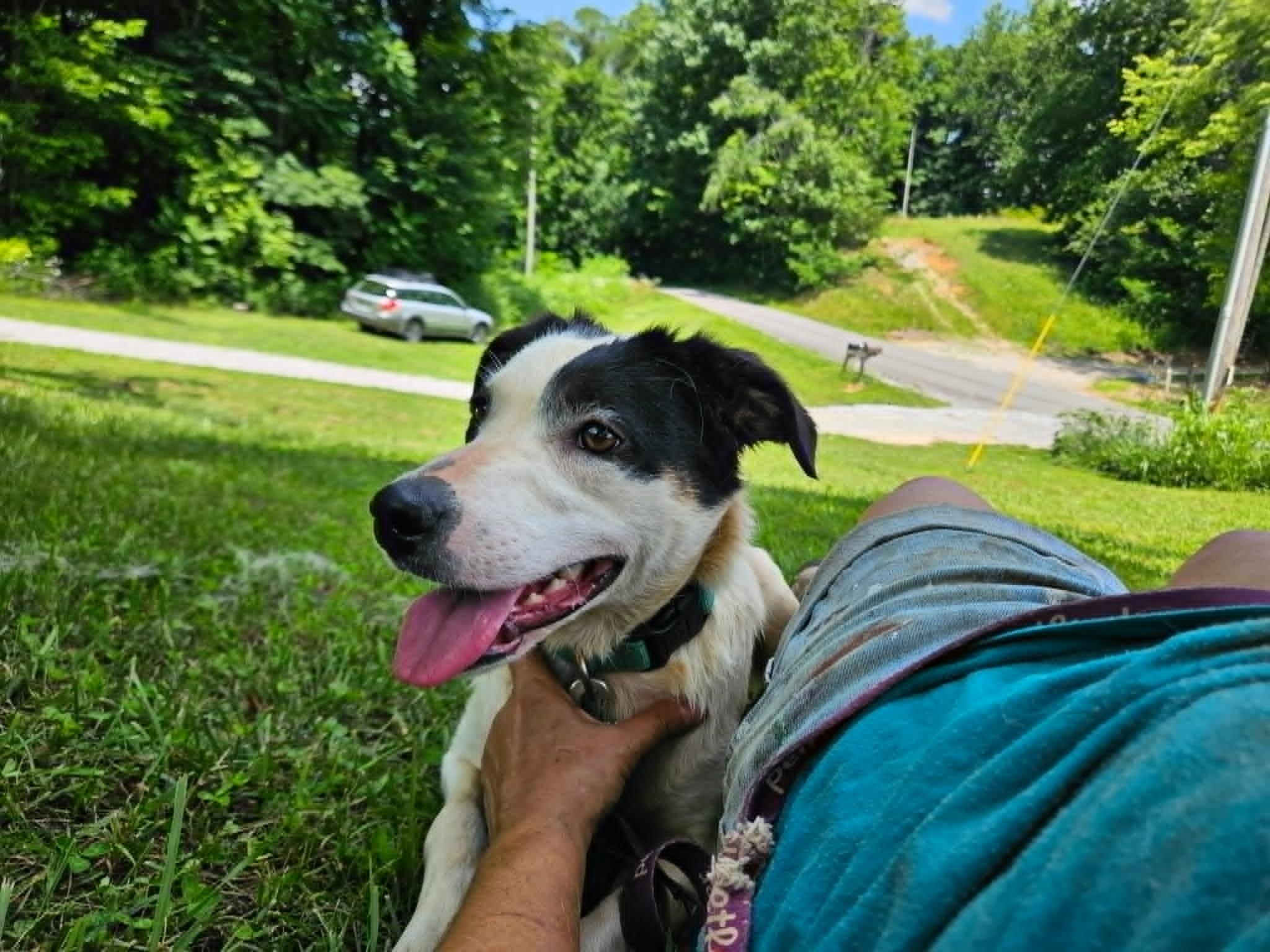 Elizabeth, a ADOPTABLE mixed breed in Hilham, TN image 4/5