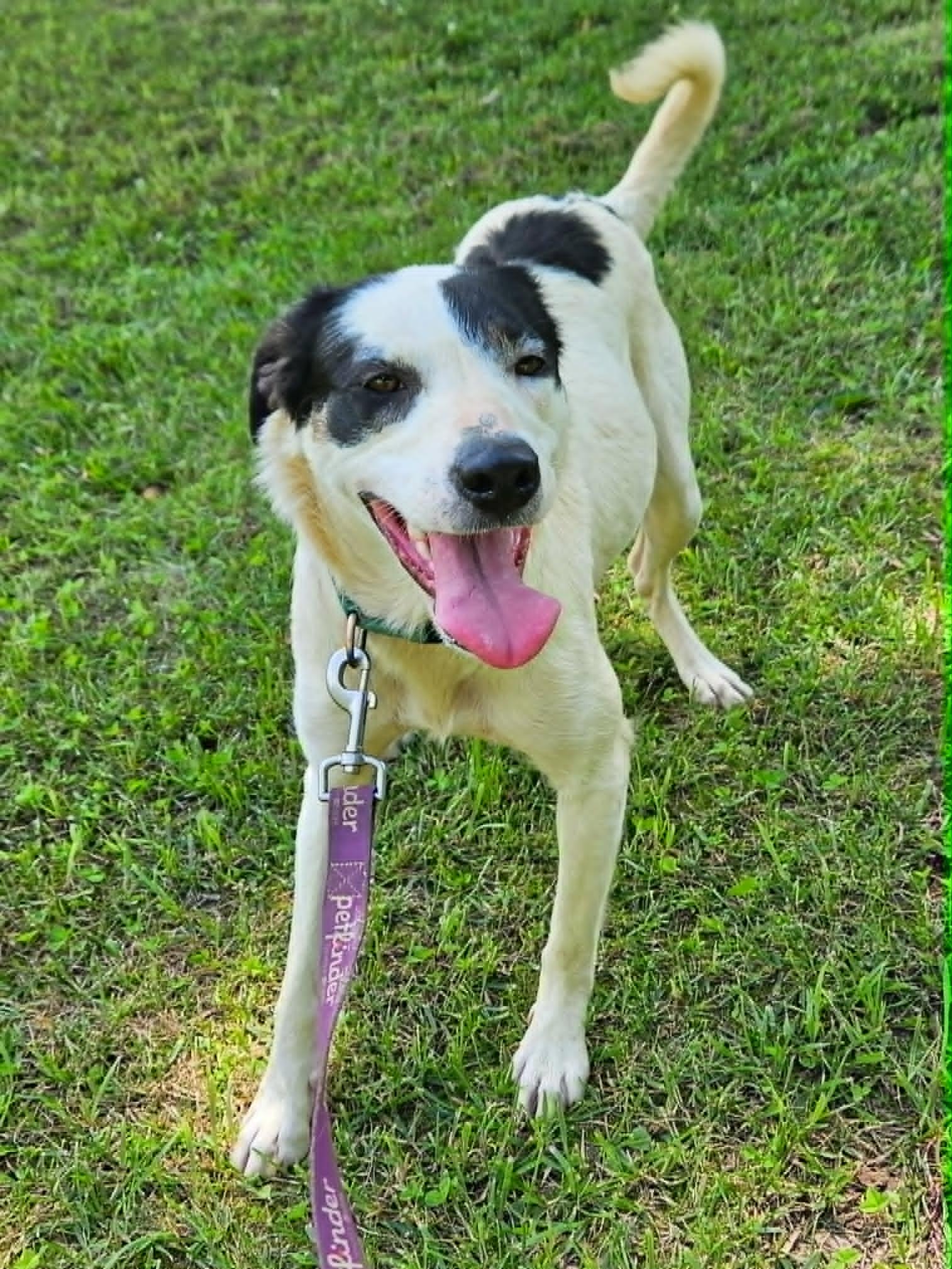 Elizabeth, a ADOPTABLE mixed breed in Hilham, TN image 3/5