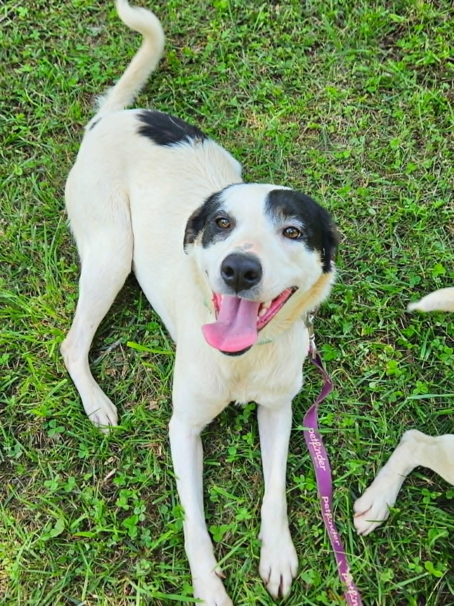 Elizabeth, a ADOPTABLE mixed breed in Hilham, TN image 1/5
