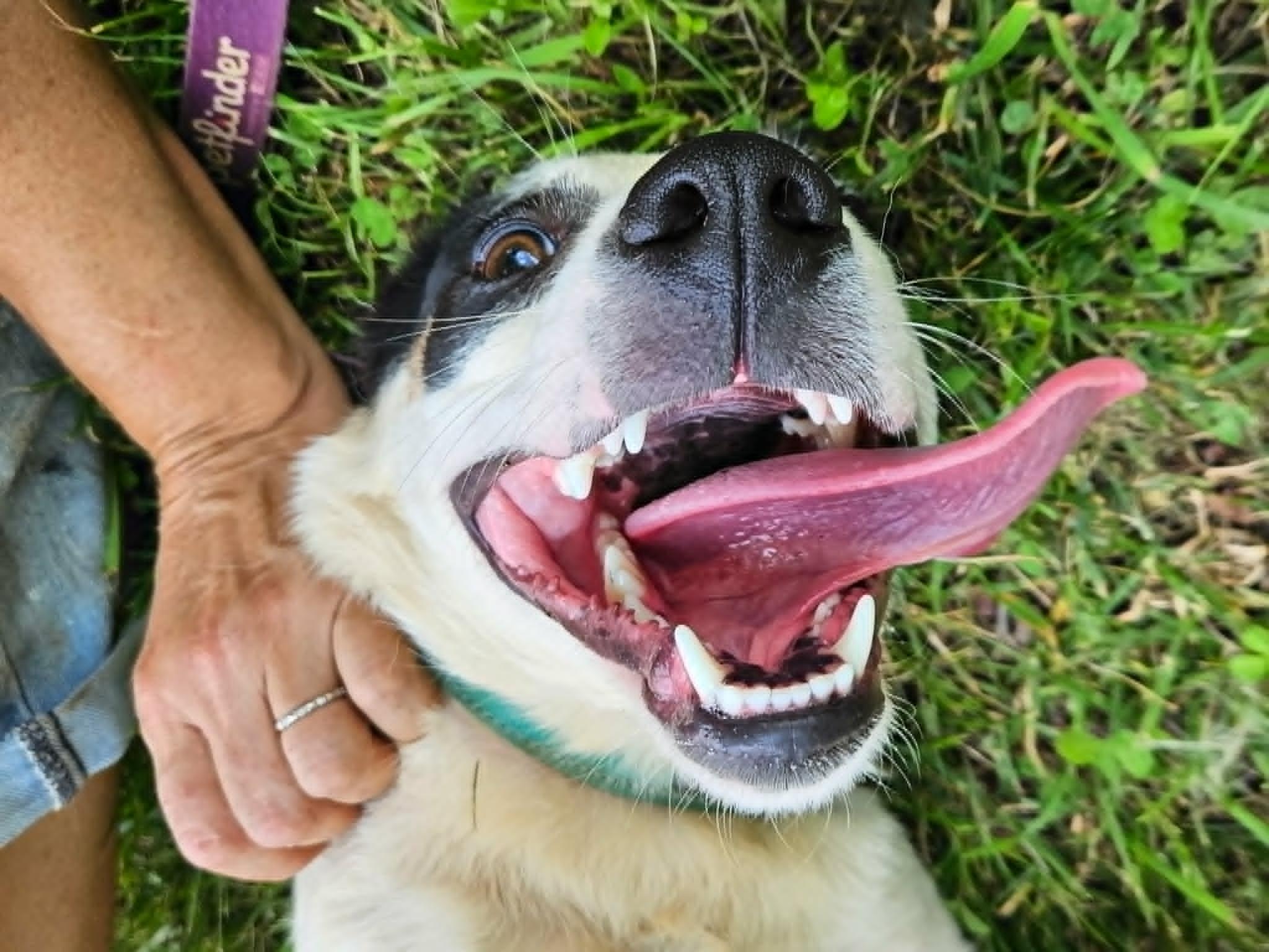 Elizabeth, a ADOPTABLE mixed breed in Hilham, TN image 2/5