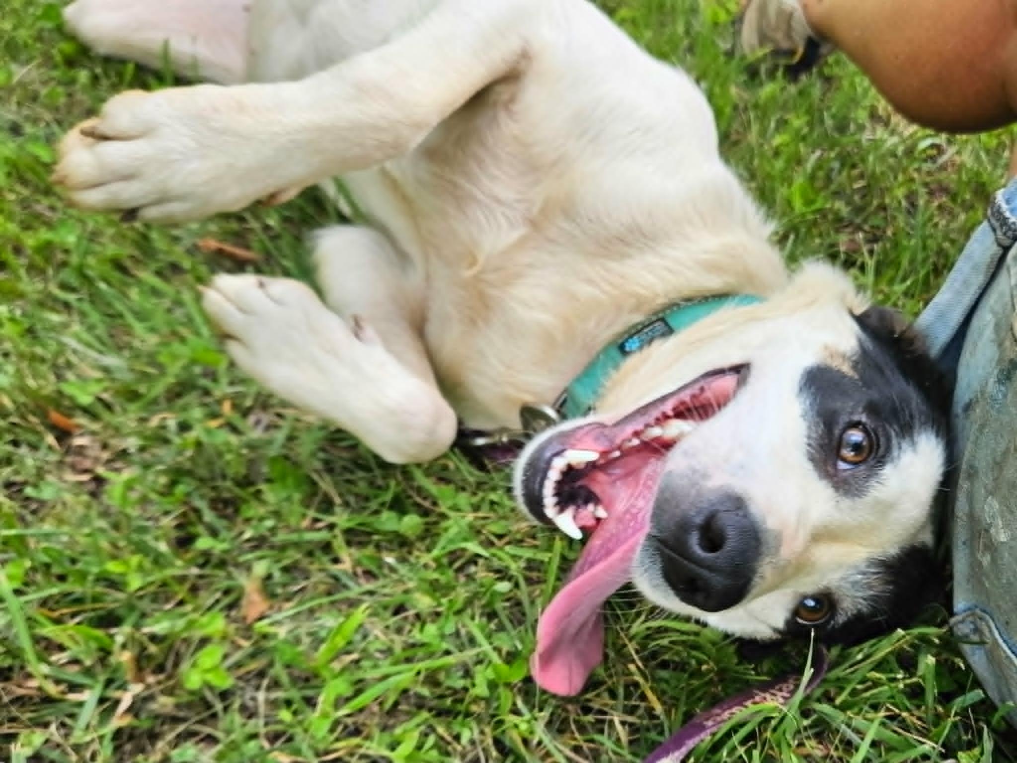Elizabeth, a ADOPTABLE mixed breed in Hilham, TN image 5/5