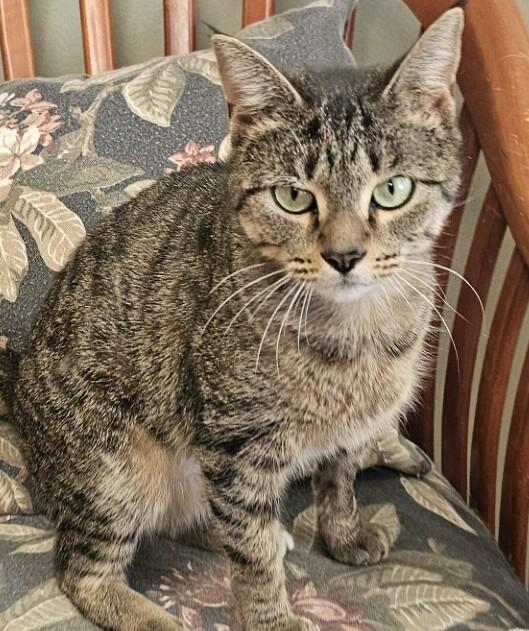 Enlarge Bernie, an adopted Domestic Short Hair in Norwalk, CT image 1/1