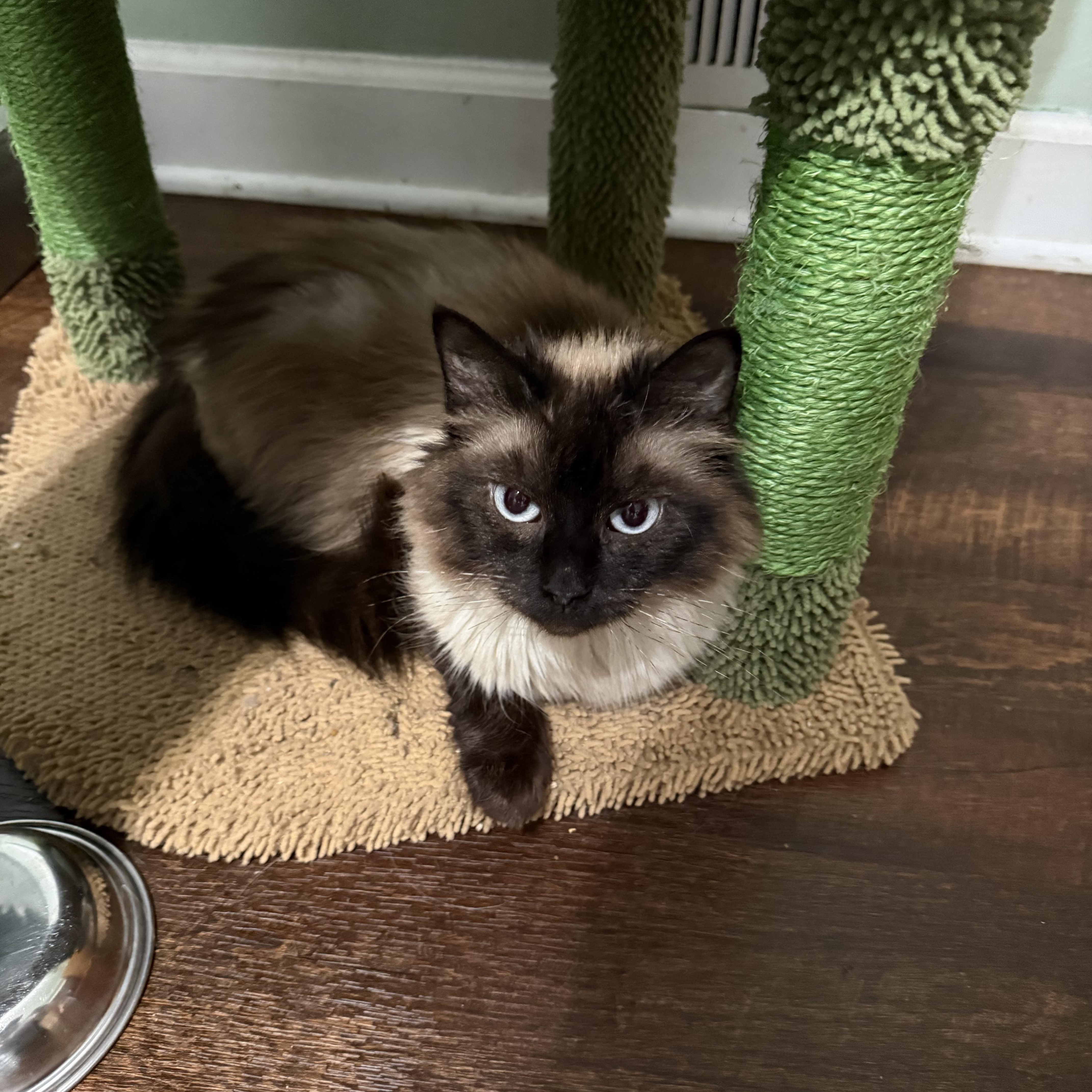 Samone, adopted, Young Female Persian.