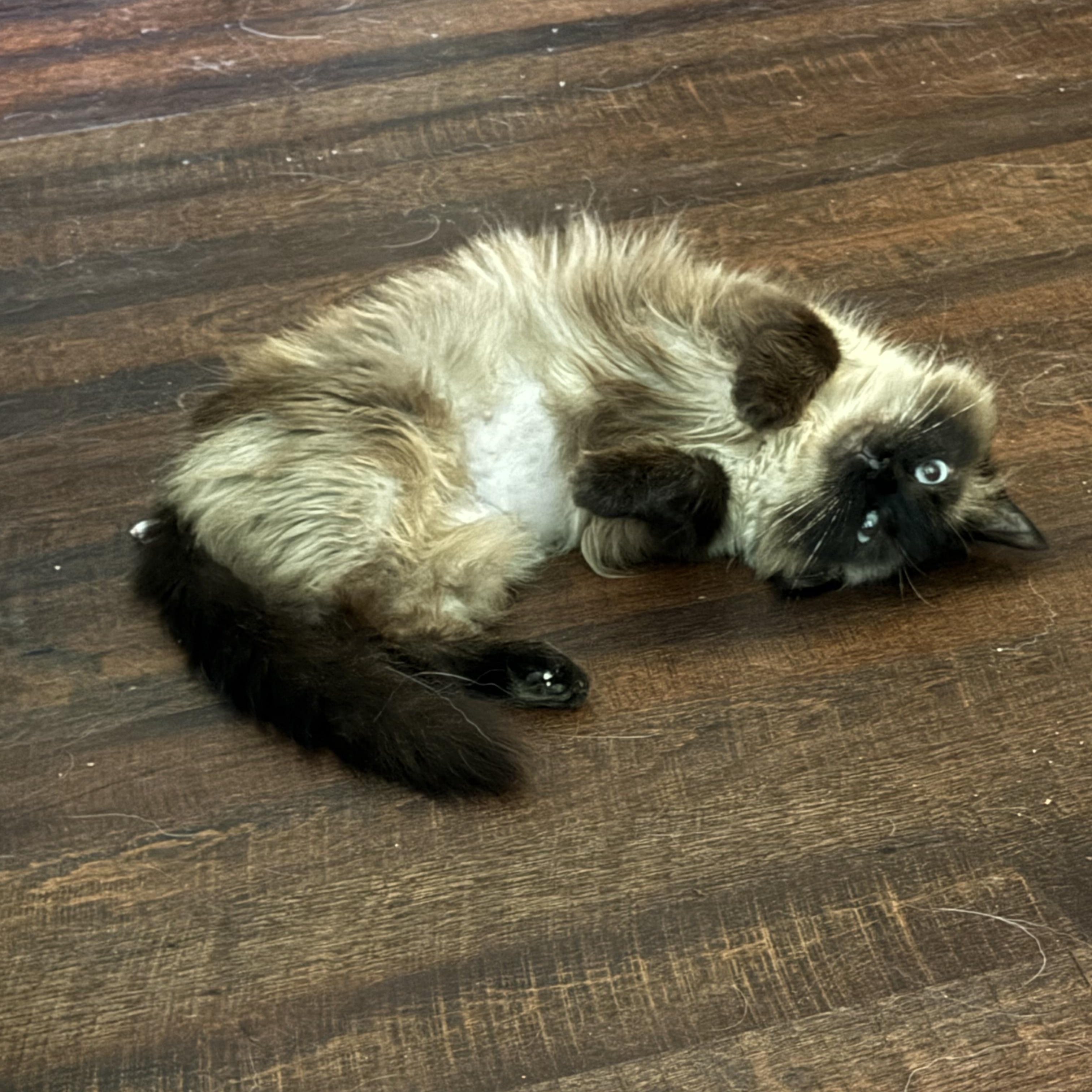 Samone, an adopted Persian in Indianapolis, IN image 2/2